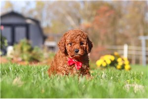 Quincy - Cavapoo for sale
