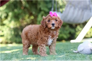 Astrid - Cavapoo for sale