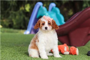 Brenda - Cavapoo for sale