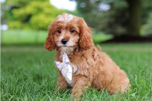 Casey - Cavapoo for sale