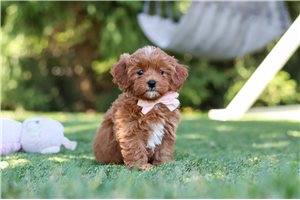 Anna - Cavapoo for sale