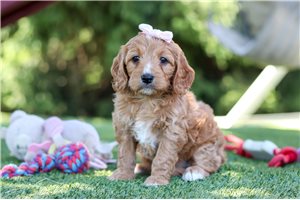 Betsy - Cavapoo for sale