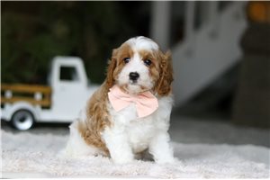Vicki - Cavapoo for sale