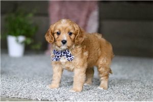 Renee - Cavapoo for sale