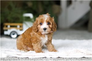 Velma - Cavapoo for sale