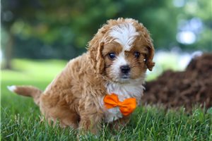 Valor - Cavapoo for sale