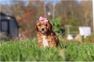 Queen - Cavapoo for sale