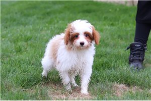 Thomas - Cavapoo for sale