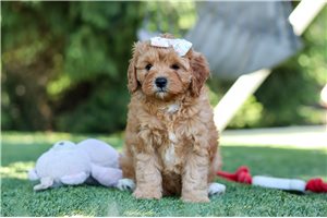 Amelia - Cavapoo for sale