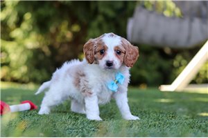 Barry - Cavapoo for sale