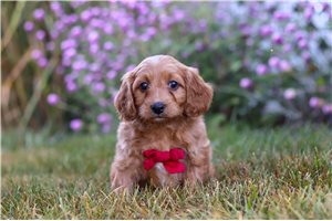 Timothy - Cavapoo for sale