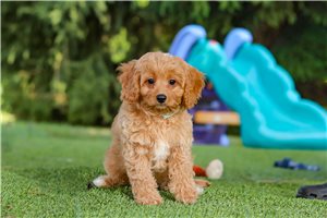 Bronx - Cavapoo for sale