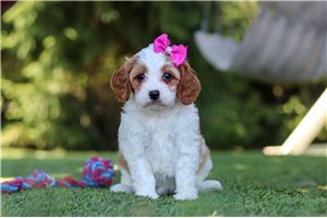 Brenda - puppy for sale