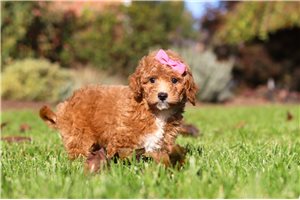 Quigley - puppy for sale