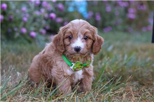 Todd - puppy for sale