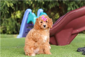 Betsy - Cavapoo for sale