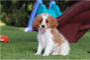 Barry - Cavapoo for sale