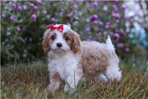 Trisha - Cavapoo for sale