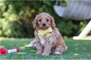 Bronx - puppy for sale