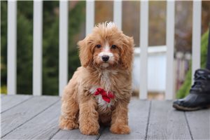 Sebastian - Cavapoo for sale