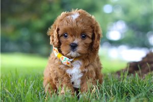 Victor - Cavapoo for sale