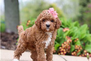Heidi - Cavapoo for sale