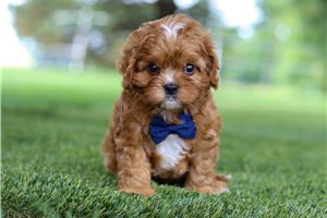 Vernon - Cavapoo for sale