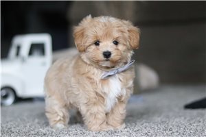 Asher - puppy for sale