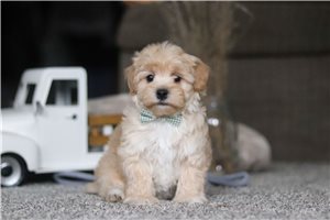 Alvin - puppy for sale