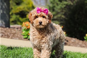 Farrah - Goldendoodle, Mini for sale