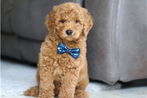 Jonathan - puppy for sale