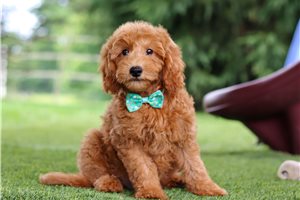 Jose - Goldendoodle, Mini for sale