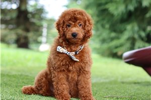 Jeremiah - Goldendoodle, Mini for sale