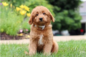 Ivan - Goldendoodle, Mini for sale