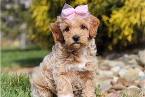 Fauna - Goldendoodle, Mini for sale