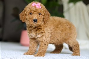 Jade - Goldendoodle, Mini for sale