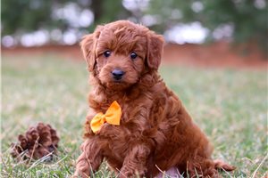Forrest - puppy for sale