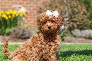 Felicia - Goldendoodle, Mini for sale