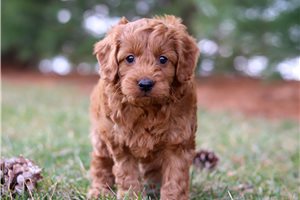 Ford - Goldendoodle, Mini for sale