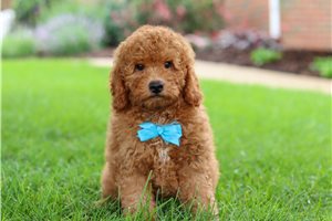 Igor - puppy for sale