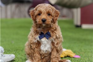 Fernando - puppy for sale