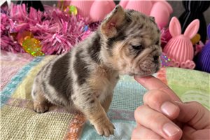 Diana - puppy for sale