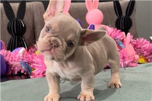 Emmett - puppy for sale