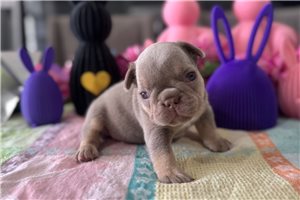 Dasha - puppy for sale