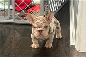 Ethan - French Bulldog for sale
