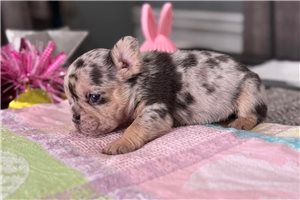 Diana - French Bulldog for sale