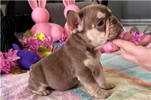 Dawn - French Bulldog for sale