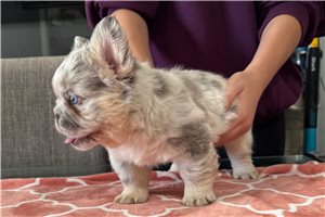 Henna, a French Bulldog puppy