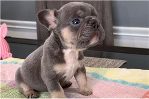 Delta - French Bulldog for sale