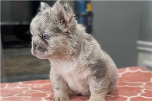 Henna - French Bulldog for sale